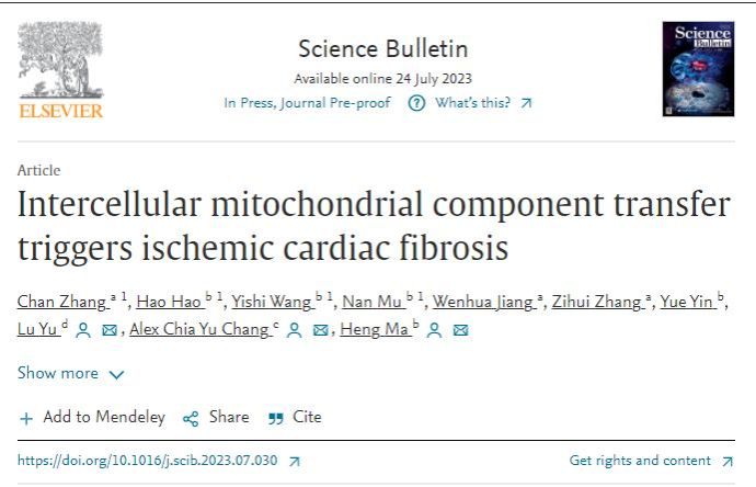 西工大集团888官网张婵副教授在Science Bulletin发表论文揭示跨细胞线粒体成分传递触发缺血后心肌纤维化的机制